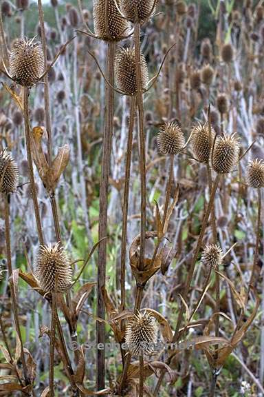 thistles dry 1 graphic